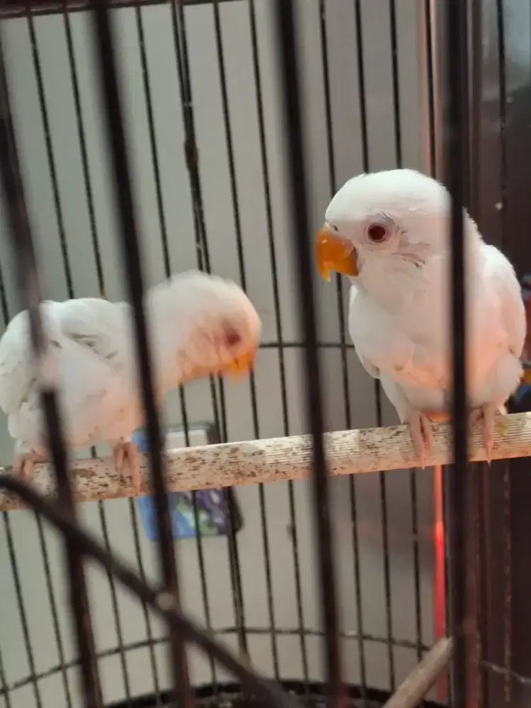 Lovebird love bird lutino MM