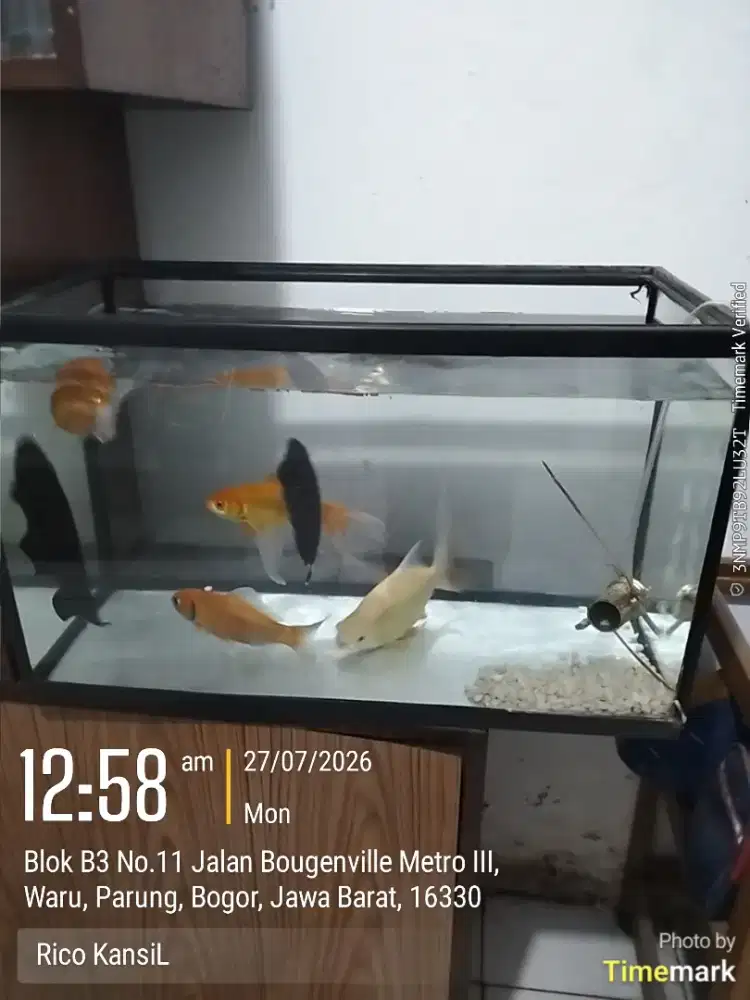 Jual Ikan Bonus Aquarium + Gelembung udara