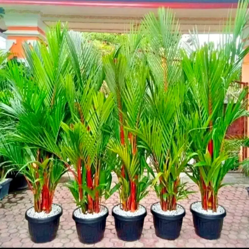 Jual Pohon Palem Kuning & Palem Merah Berkualitas