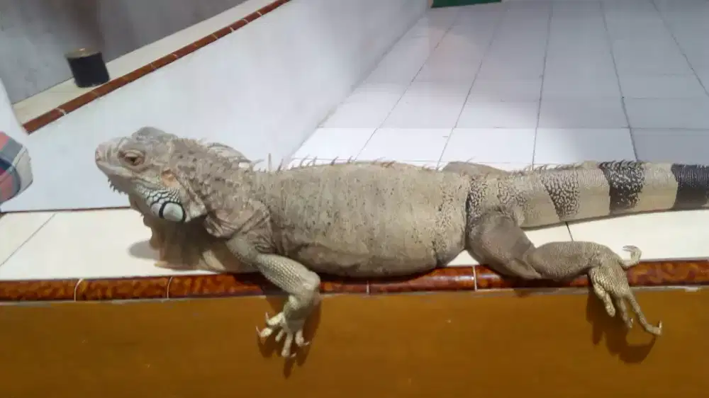 Iguana Jumbo betina