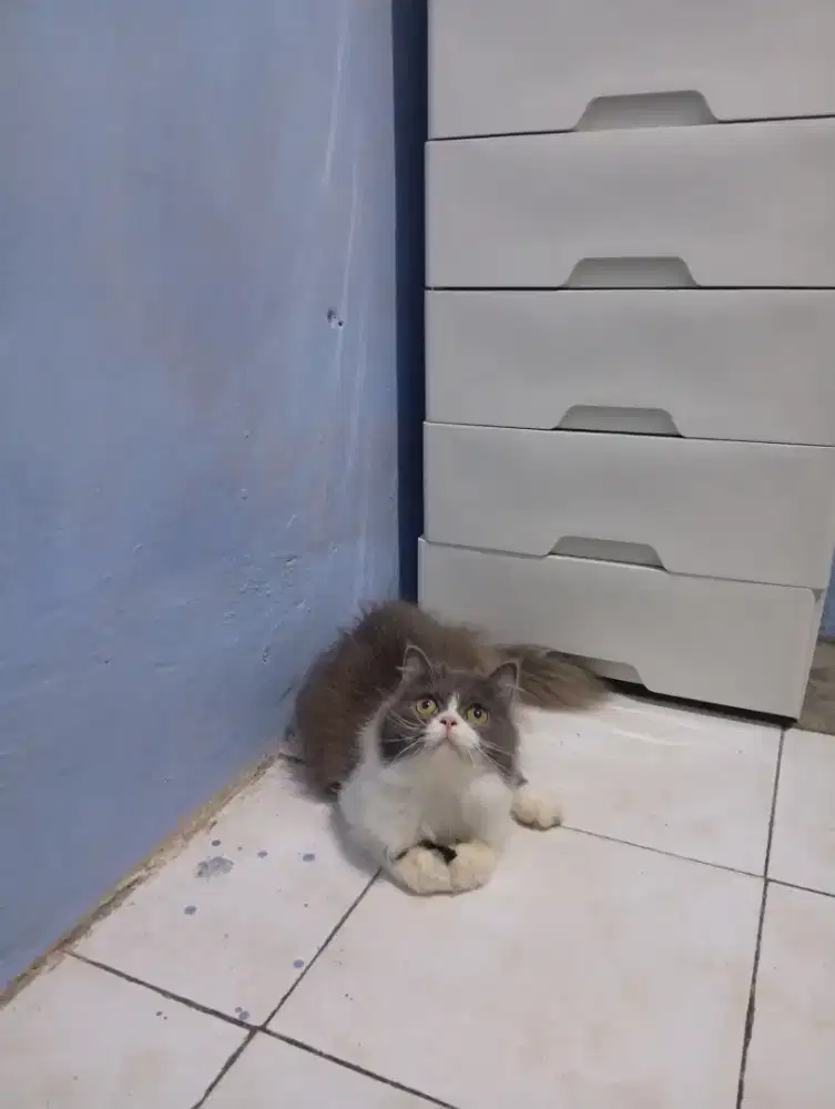 Kucing britis Longhair