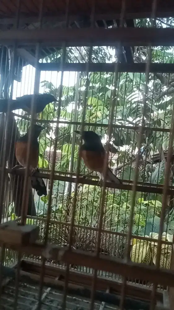 Yang mau betina murai trah prestasi