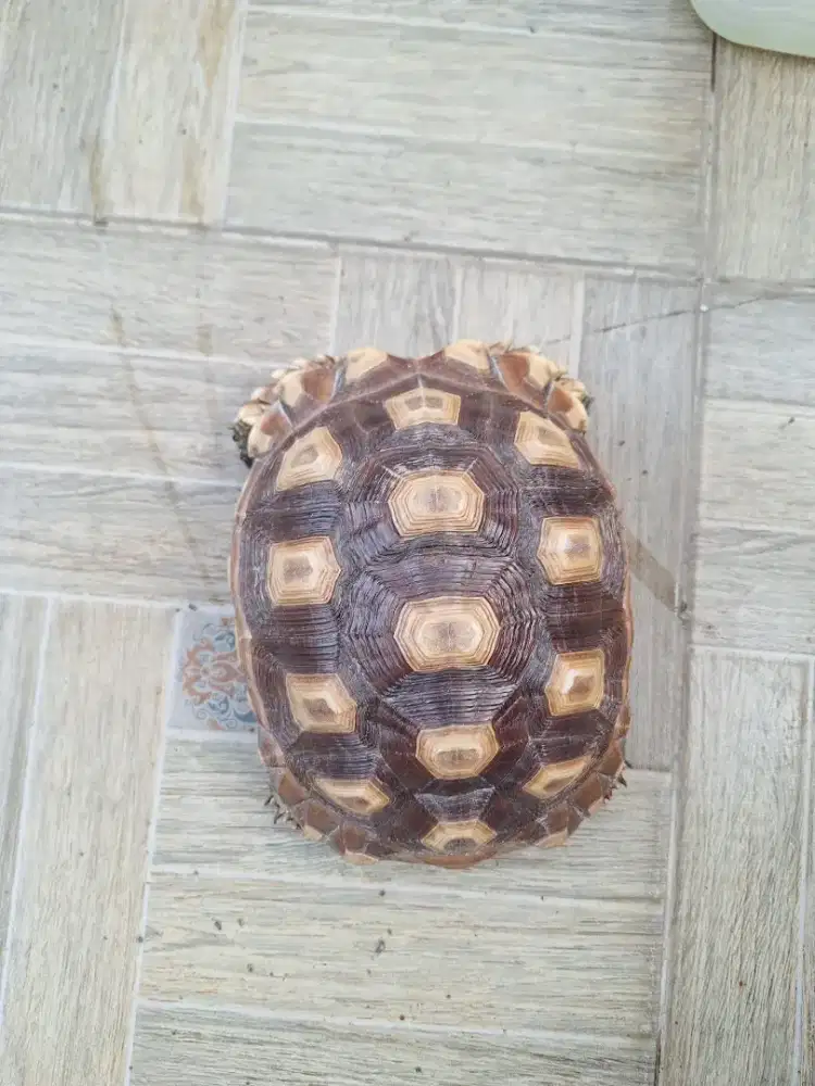 Kura kura sulcata