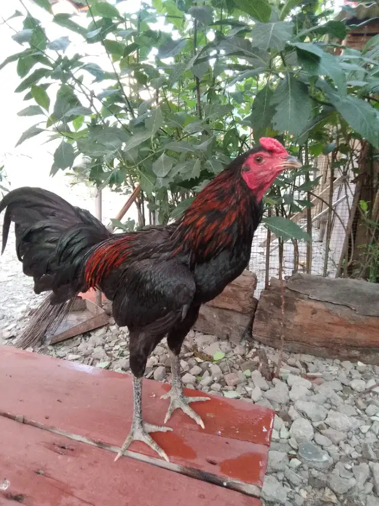 Ayam Bangkok x Kampung dua ekor