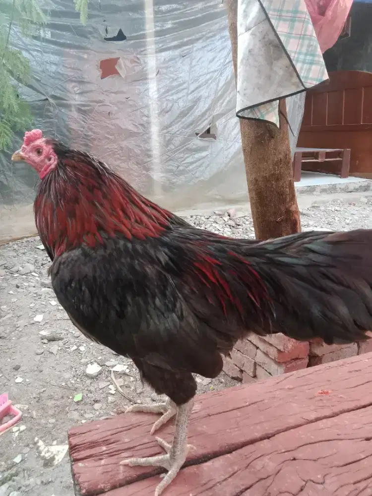 Ayam Bangkok x Kampung