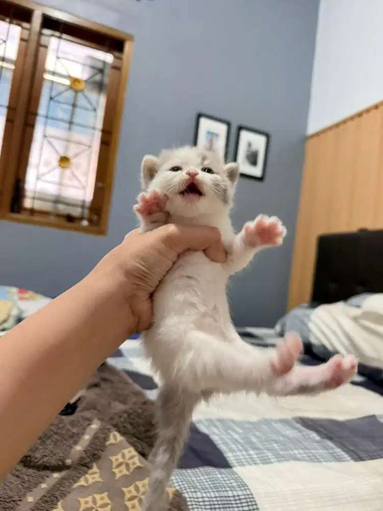 Anak Kucing British short hair mix Persian