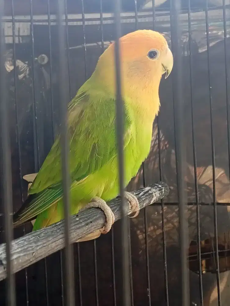 Non klep orange face