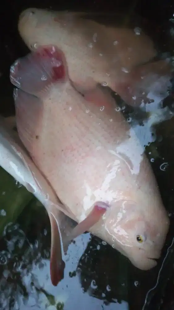 Ikan Gurame Padang