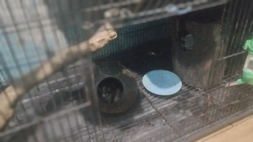 Sugar glider betina siap kawin