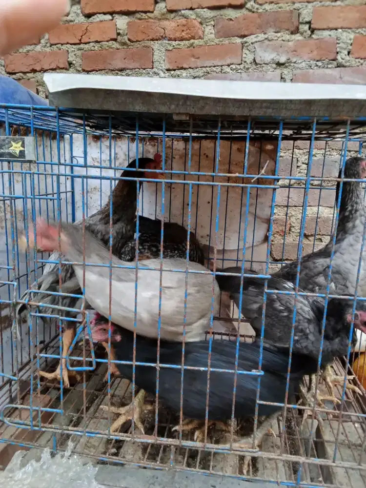 Jual ayam kampung