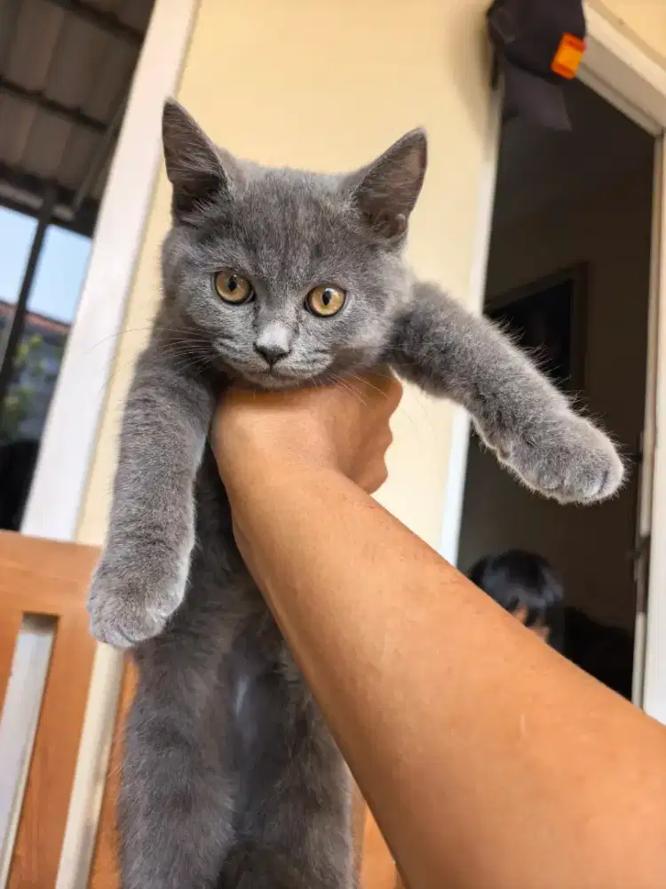 kucing british shorthair (BSH)