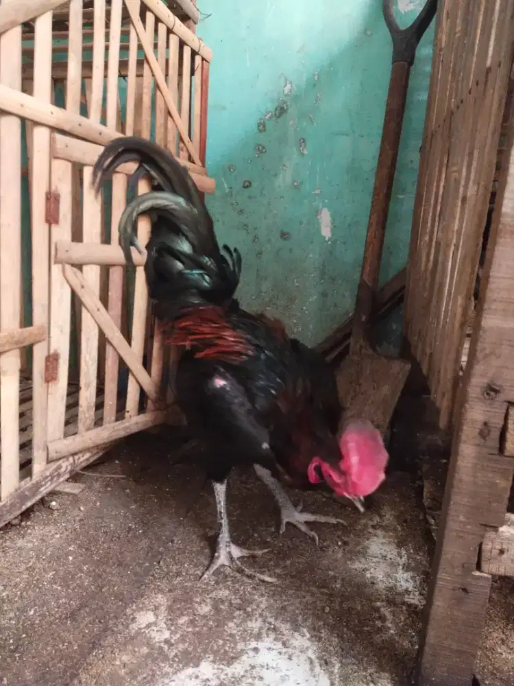 Pacek ayam pama