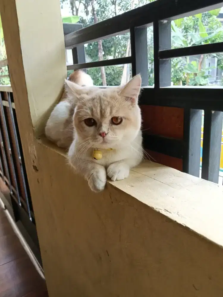 kucing munchkin bsh