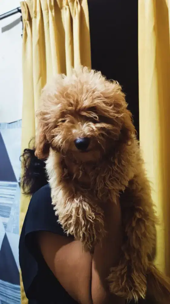 Ras Anjing Poodle