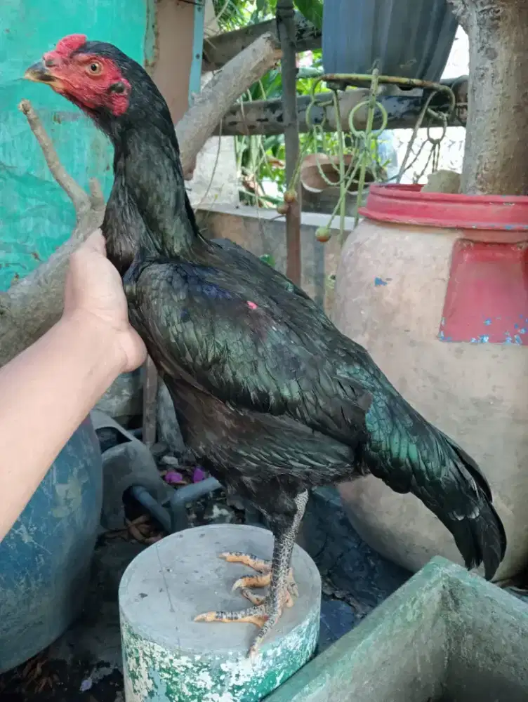 Ayam Betina koytrad jumbo