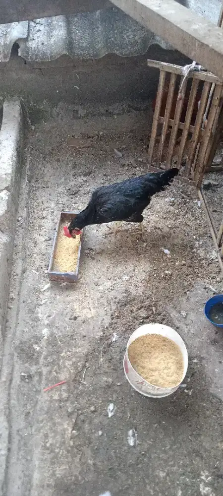 Borongan 2 ekor ayam betina kampung