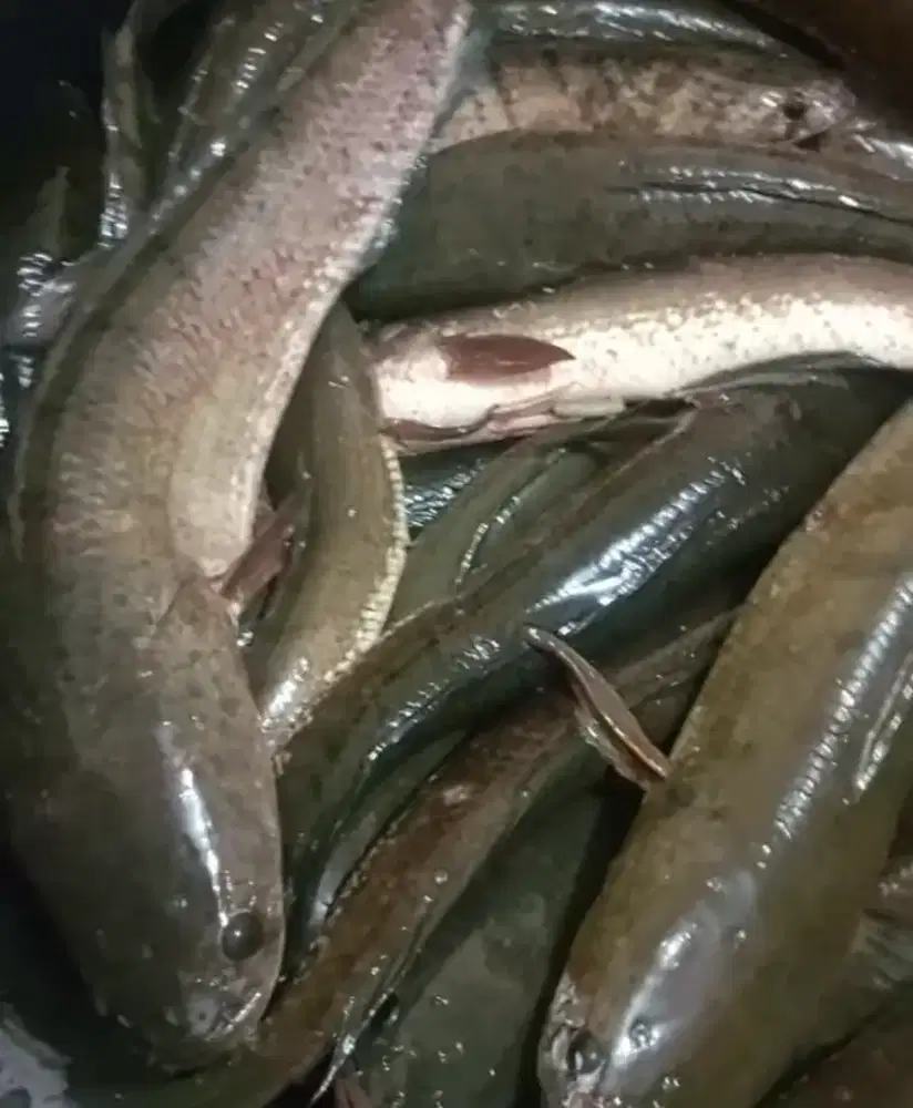Layanan konsumen ikan gabus konsumsi