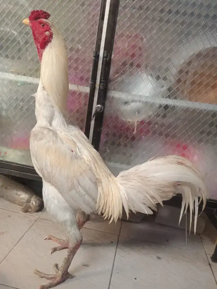 Ayam jantan putih kki ijo