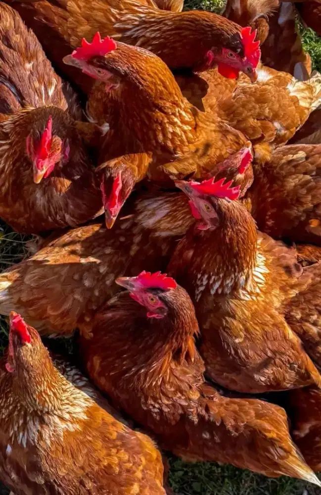 Ayam petelur siap produksi