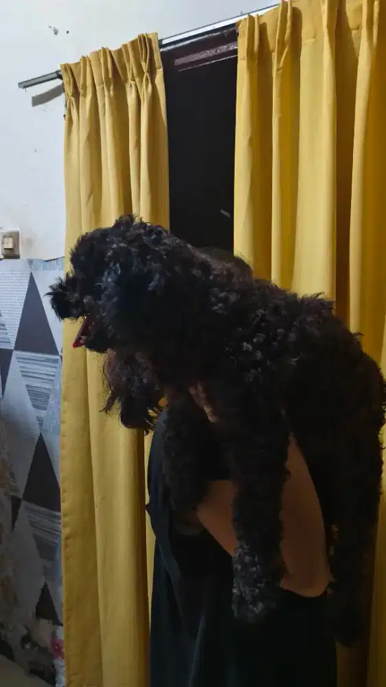Jual Anjing Black Poodle