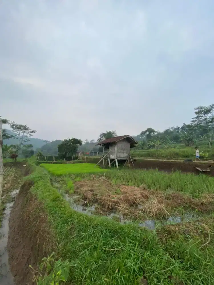 Di jual cepat sawah