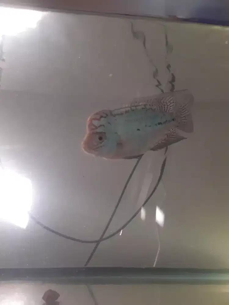 ikan louhan kamfa f2