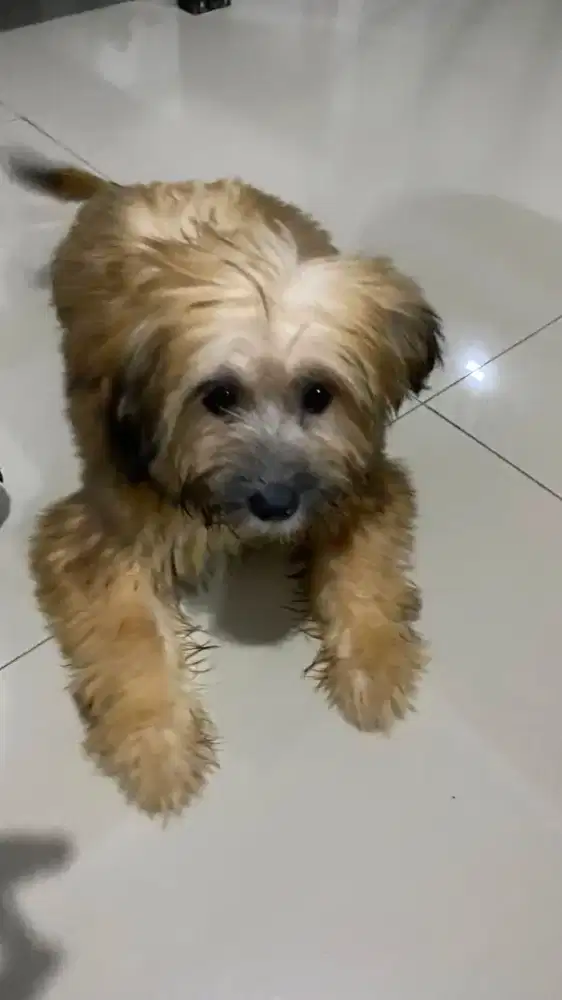 Anjing peliharaan jenis Shih Tzu