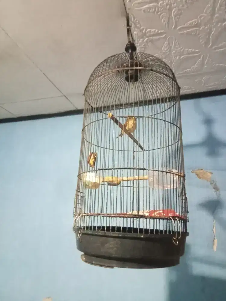 Plamboyan gacor