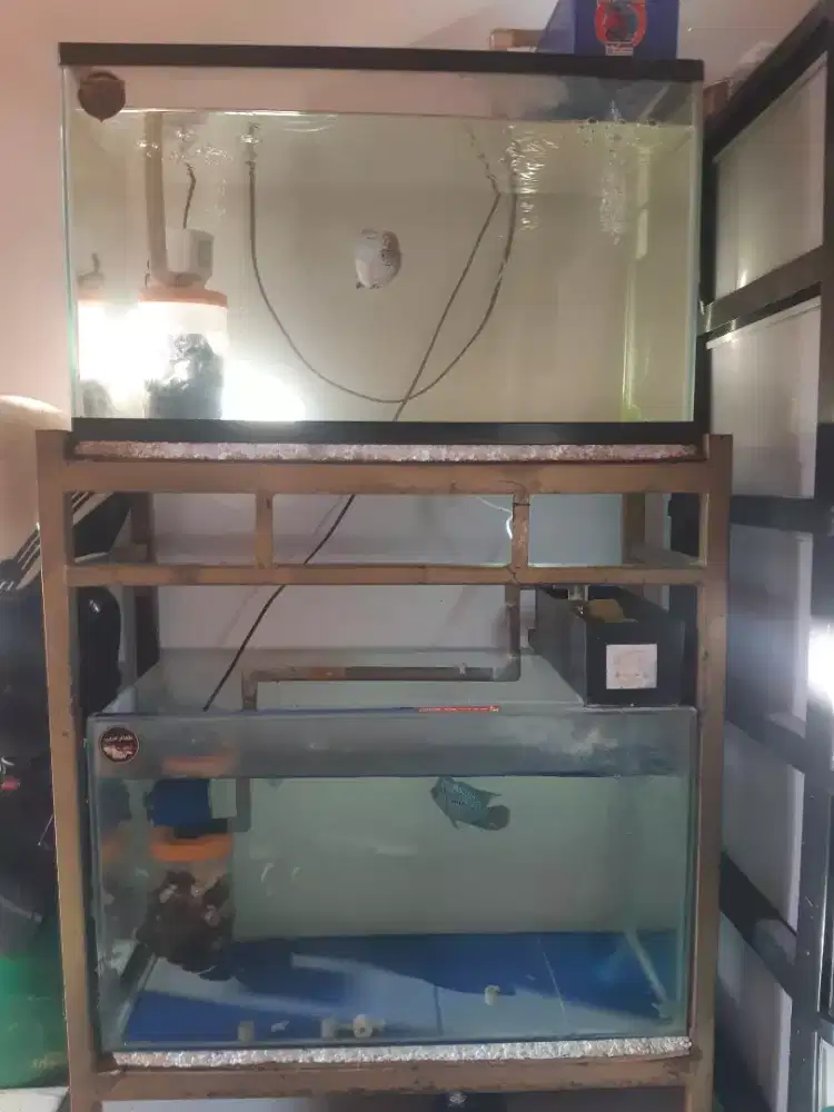 fulset ikan dan aquarium