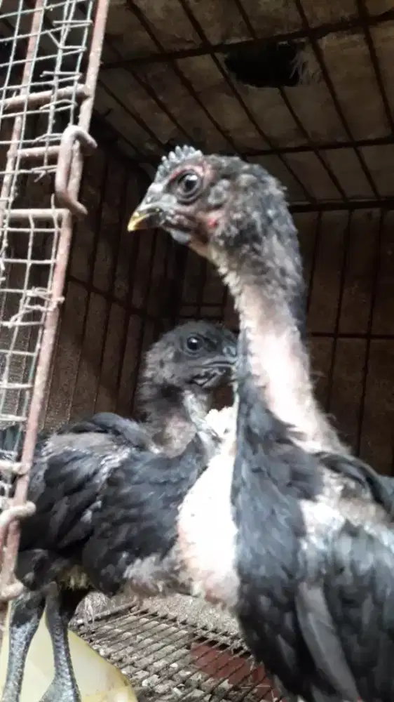 Sepasang anak ayam pelung mata asem