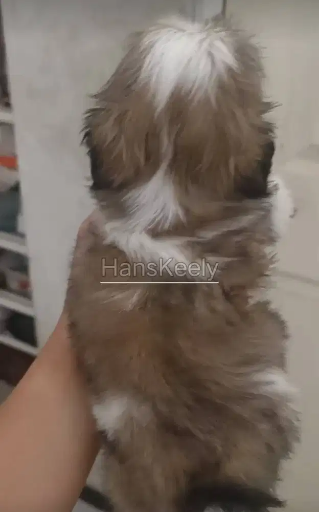 Jual Shihtzu Female