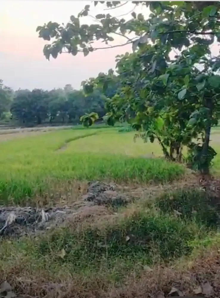Jual Tahan Kebun Jati dan Sawah