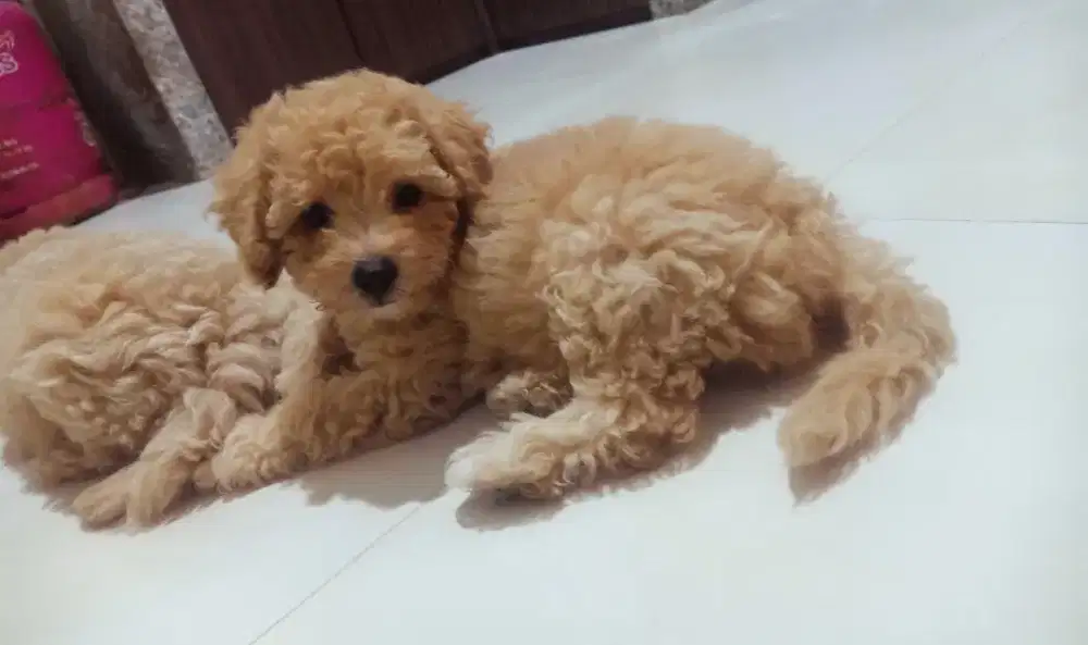 JUAL ANAK ANJING POODLE