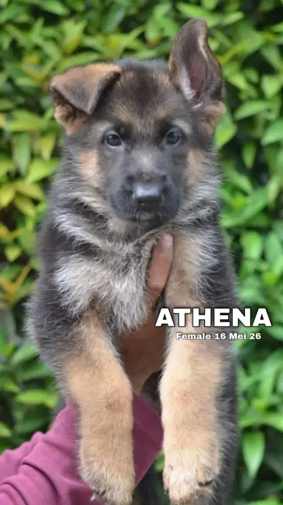 Herder blacktan betina •ATHENA•
