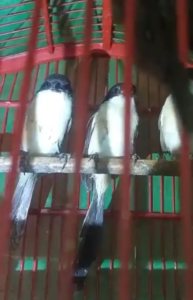 Toed/pentet/cendet jatim jantanan