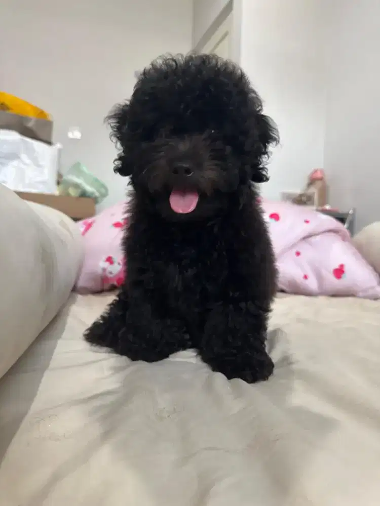 For sale 2 jantan poodle