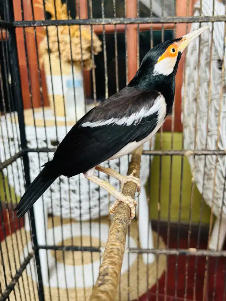 Jalak Suren Jawa sudah Gacor