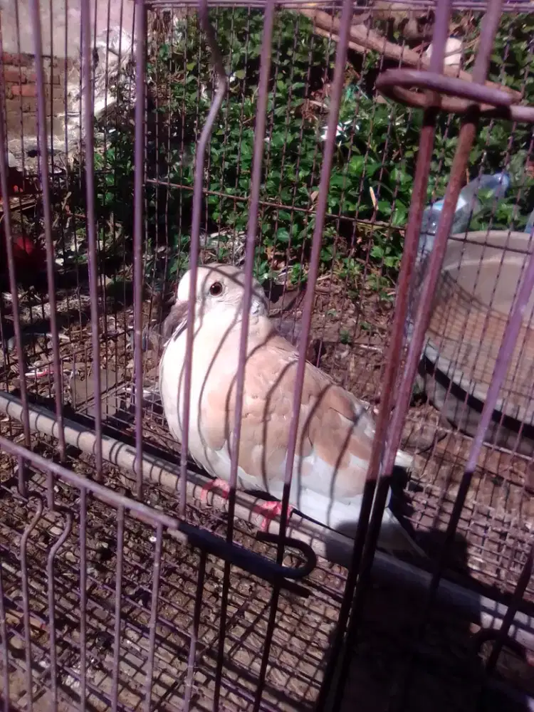 Burung Puter Irak remaja