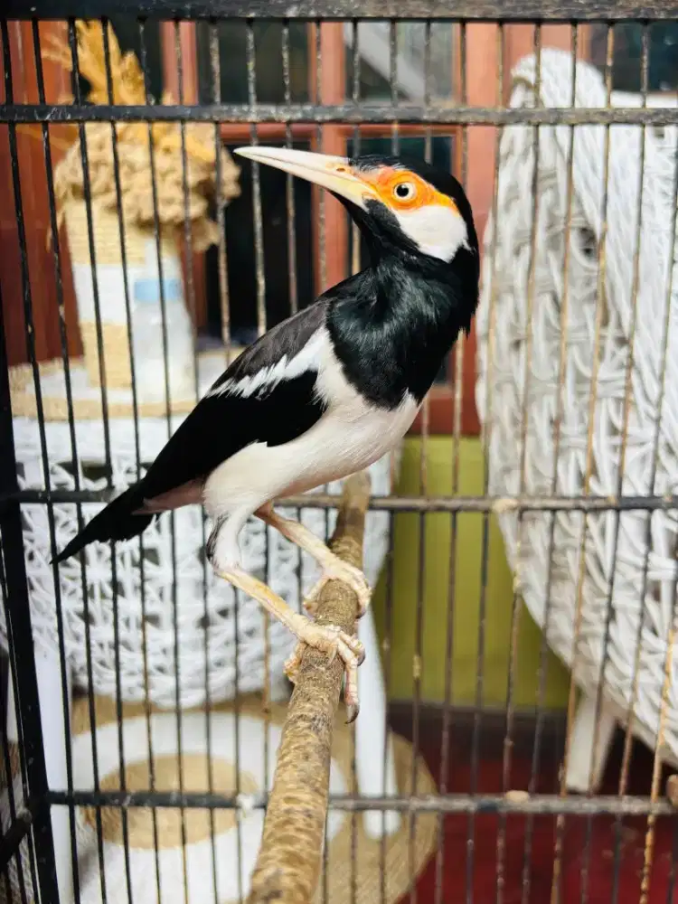 Jalak Suren Gacor sudah Mompa Garuda