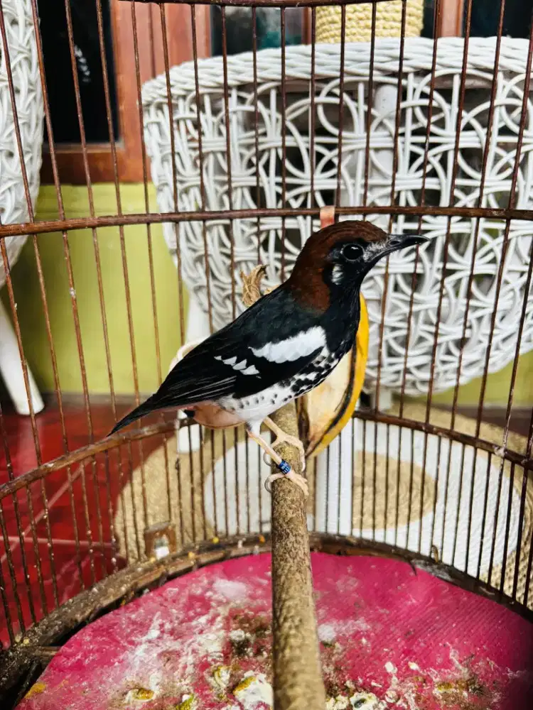 Anis Kembang Jantan pake Ring