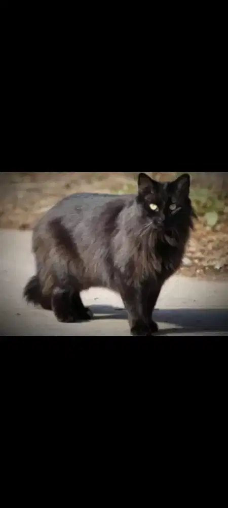 Kucing Persia Betina Black solid