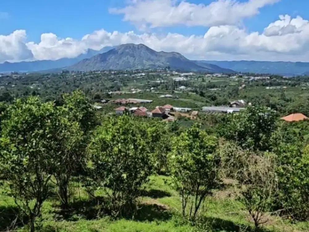 [FOR SALE] Prime 8,650 sqm Yellow Zone Land in Sukawana, Kintamani – Panoramic Mount Batur View