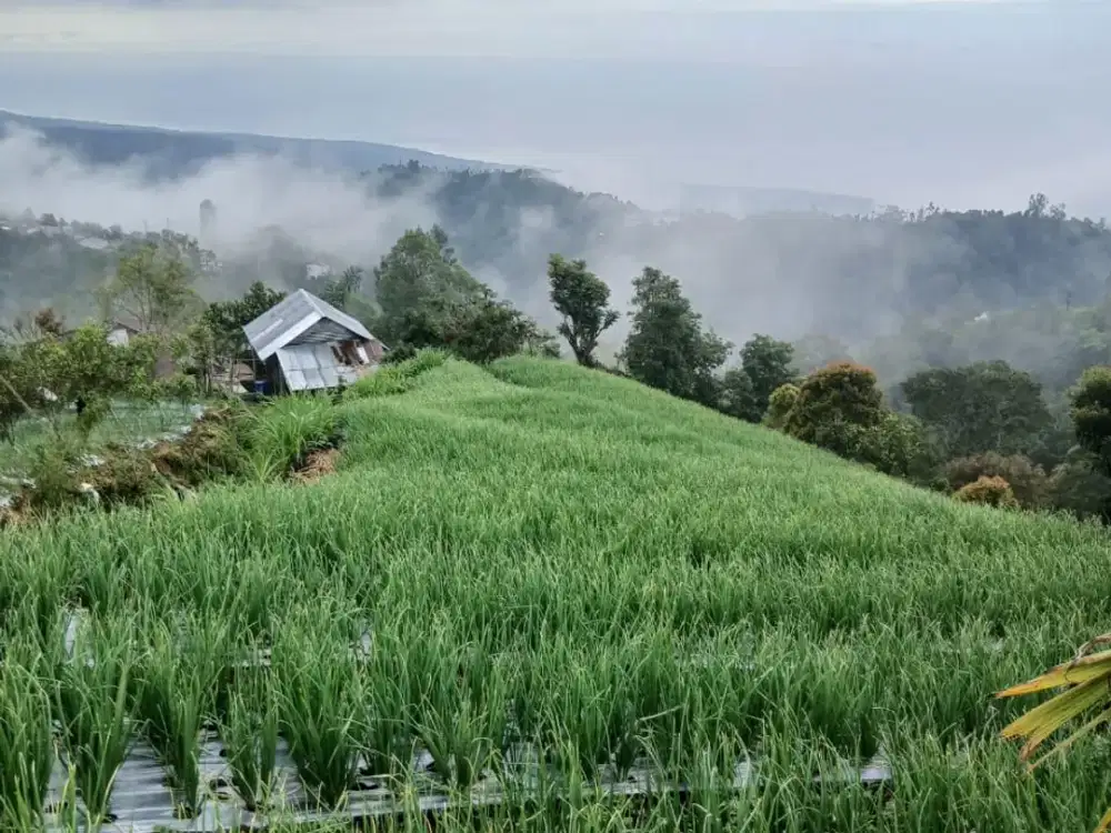 [FOR SALE] Prime 5,000 sqm Scenic Land in Sukawana, Kintamani – Panoramic Ocean & Hill Views