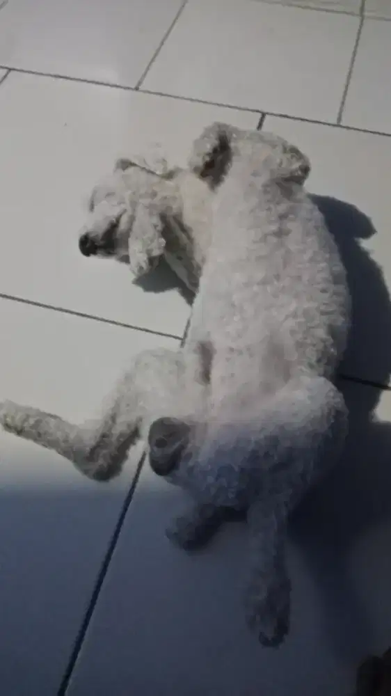 Poodle stambul mini