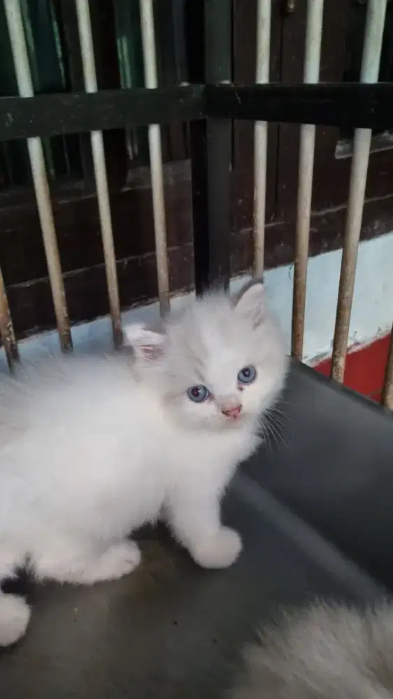 Kitten lepas adopt