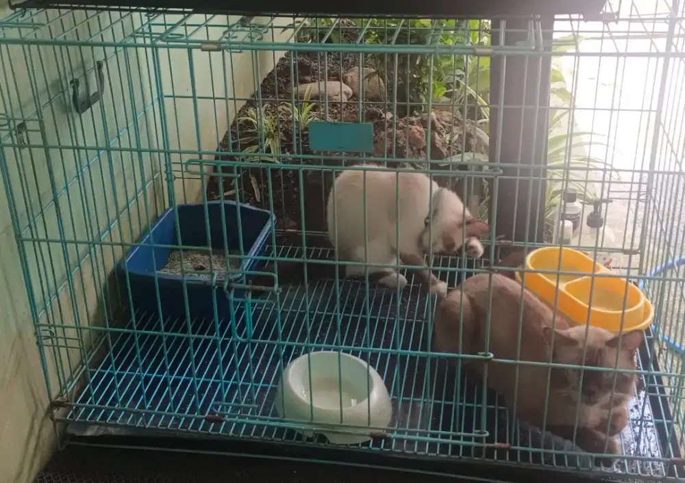 Himalaya 2 ekor jantan