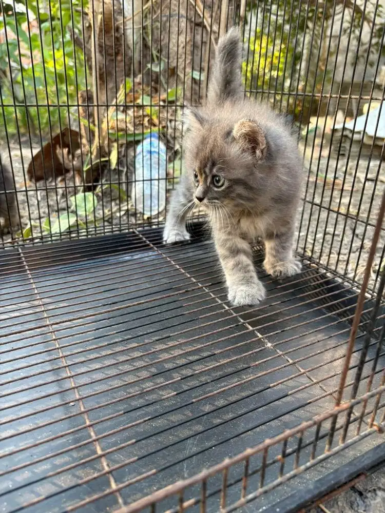 Kucing kitten persia medium 3 bulan