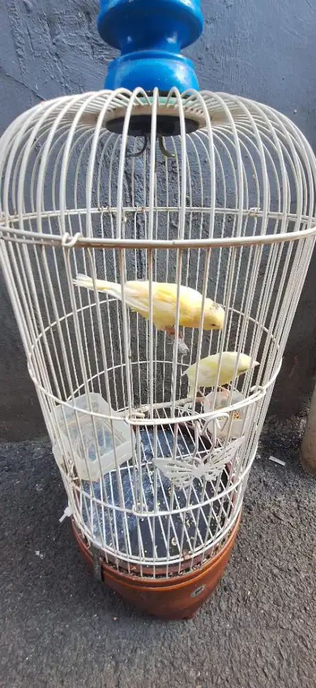 Kenari paud riwikan