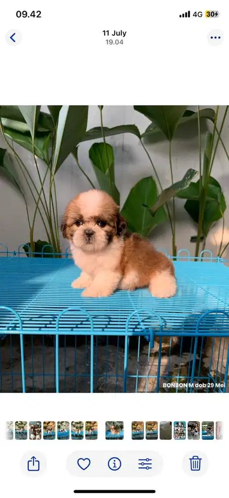 surabaya Anjing shihtzu shih tzu shitzu shitsu sitzhu