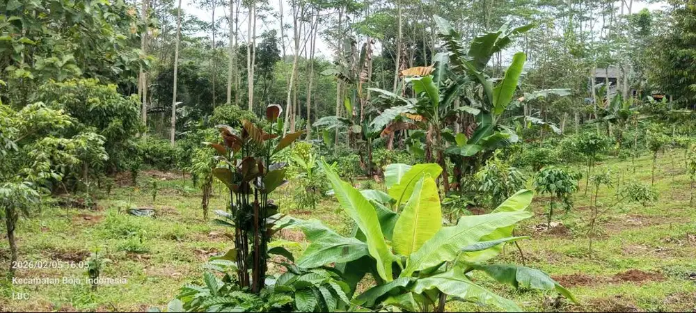 Tanah Luas 1.931 m² Isi Kebun Buah Produktif, Sangat Potensial Kavling